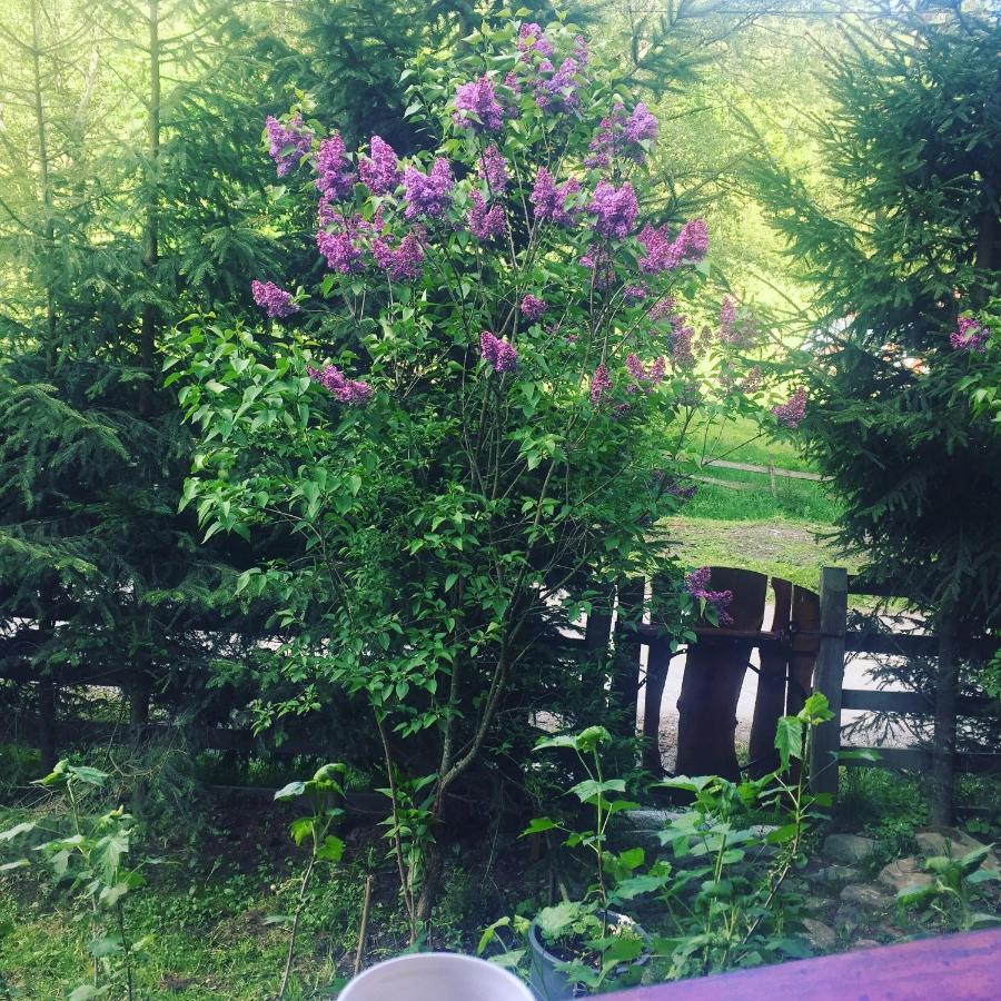 Cabana Ancutei Rucăr Exterior foto